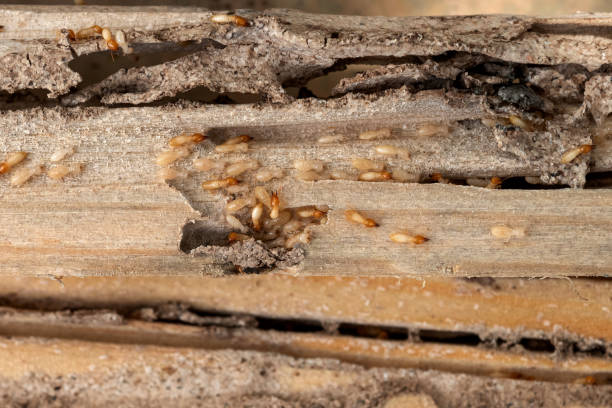 Reliable Stratford, NJ Pest Control Solutions